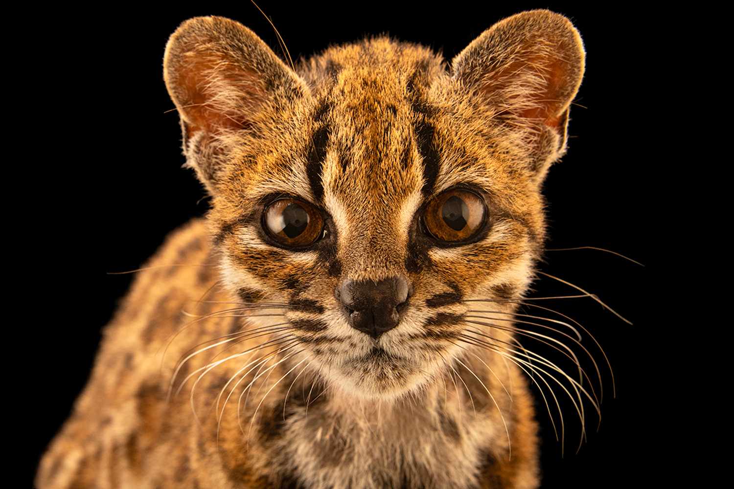 The First New Wild Cat Species Discovered In Over A Century